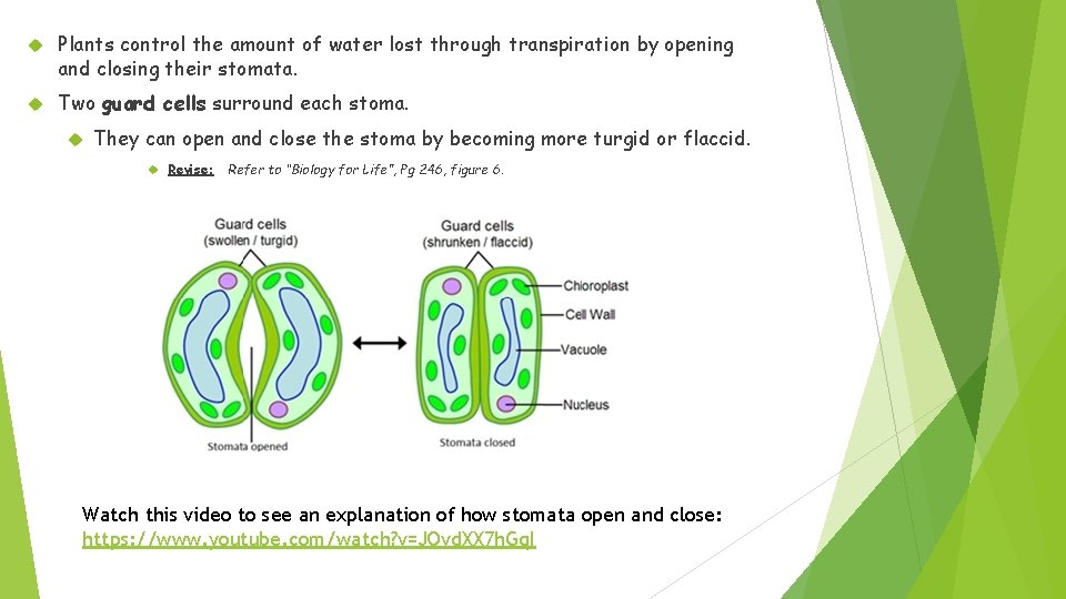  Plants control the amount of water lost through transpiration by opening and closing