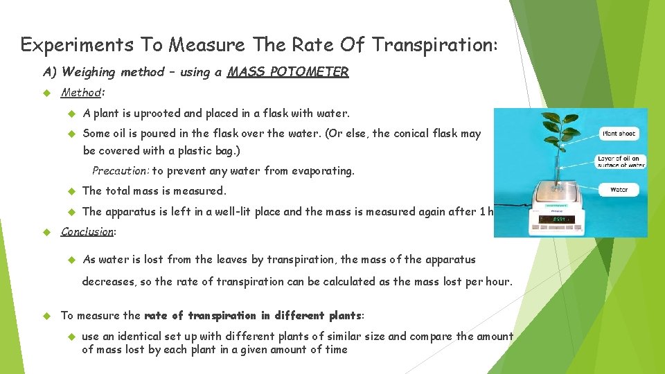 Experiments To Measure The Rate Of Transpiration: A) Weighing method – using a MASS