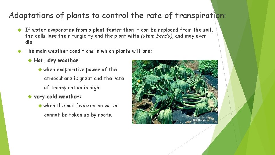 Adaptations of plants to control the rate of transpiration: If water evaporates from a