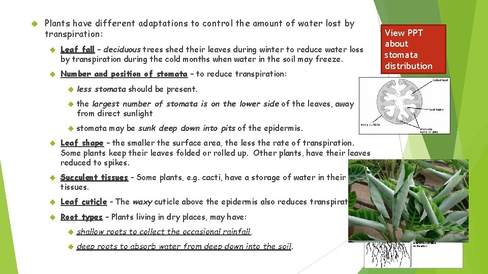  Plants have different adaptations to control the amount of water lost by transpiration: