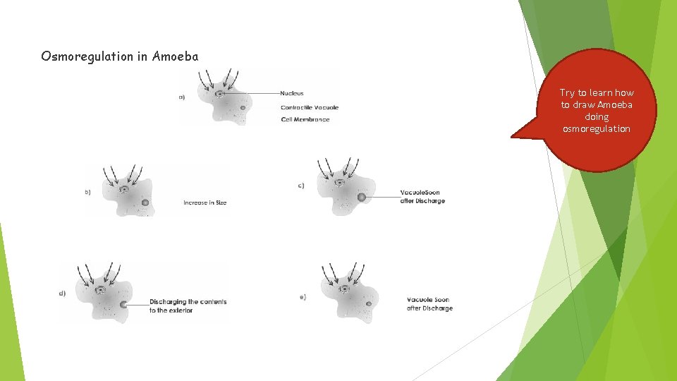 Osmoregulation in Amoeba Try to learn how to draw Amoeba doing osmoregulation 