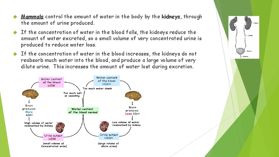 Mammals control the amount of water in the body by the kidneys, through