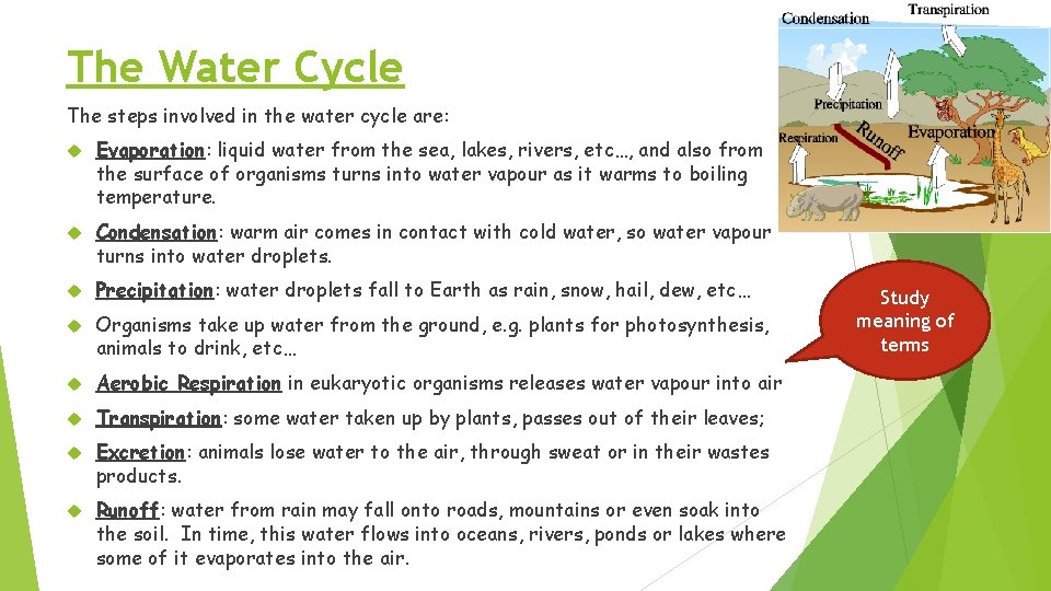 The Water Cycle The steps involved in the water cycle are: Evaporation: liquid water