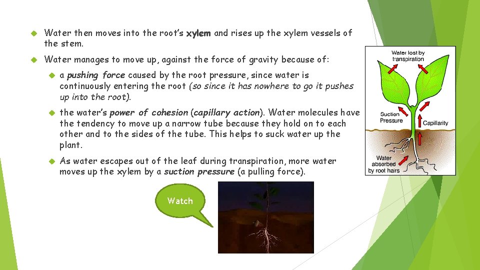  Water then moves into the root’s xylem and rises up the xylem vessels