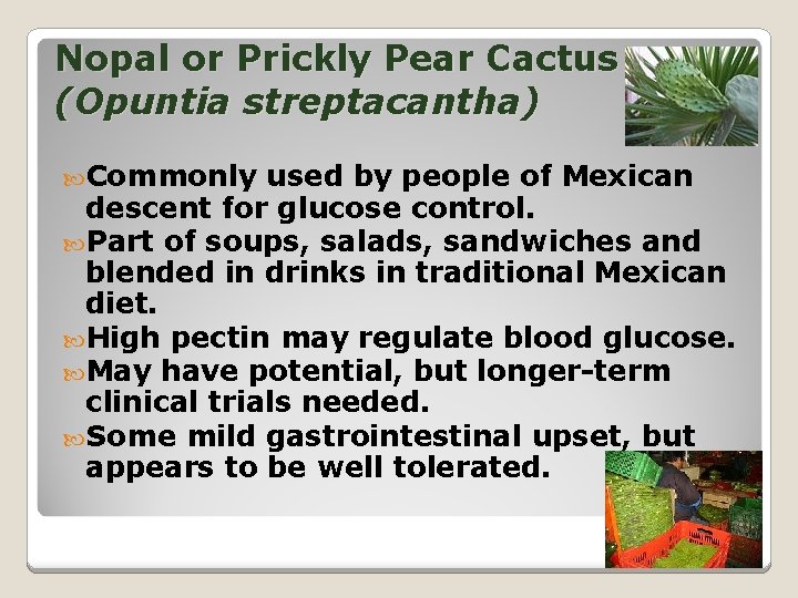 Nopal or Prickly Pear Cactus (Opuntia streptacantha) Commonly used by people of Mexican descent