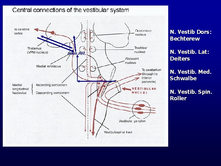 N. Vestib Dors: Bechterew Form. Ret. N. Vestib. Lat: Deiters N. Vestib. Med. Schwalbe