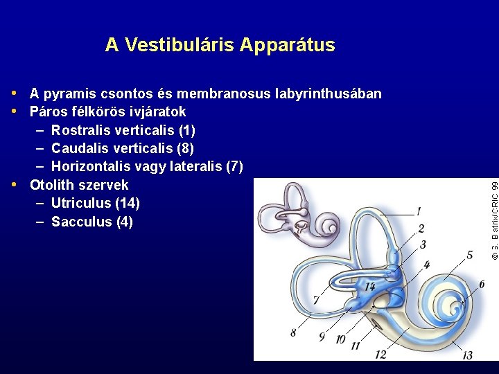 A Vestibuláris Apparátus • A pyramis csontos és membranosus labyrinthusában • Páros félkörös ivjáratok