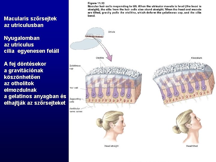 Macularis szőrsejtek az utriculusban Nyugalomban az utriculus cilia egyenesen feláll A fej döntésekor a