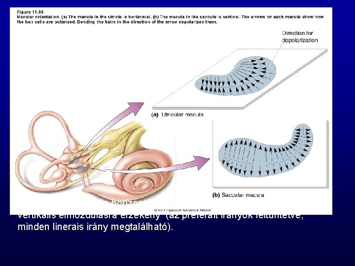 Az utricularis macula horizontális, a saccularis macula vertikális elmozdulásra érzékeny (az preferált irányok feltüntetve,