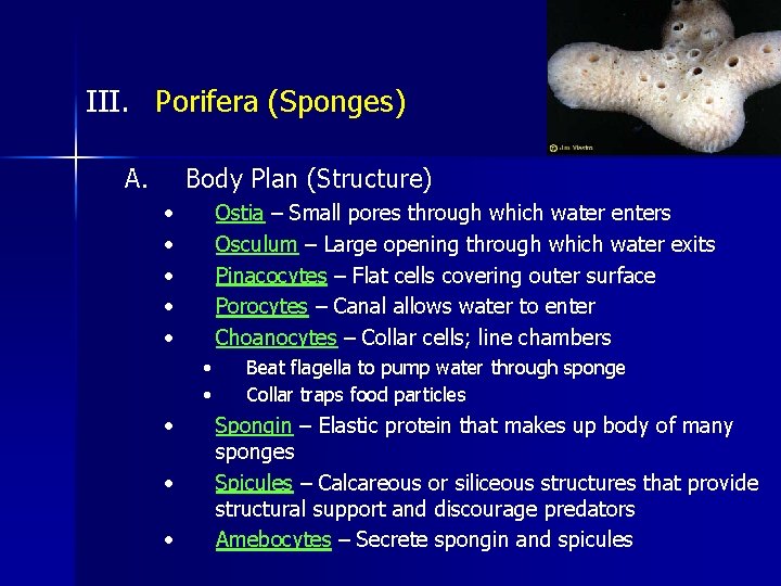 III. Porifera (Sponges) A. Body Plan (Structure) • • • Ostia – Small pores