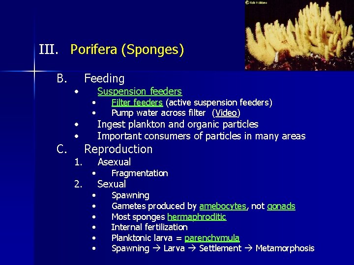 III. Porifera (Sponges) B. C. • • • 1. 2. Feeding • • Suspension