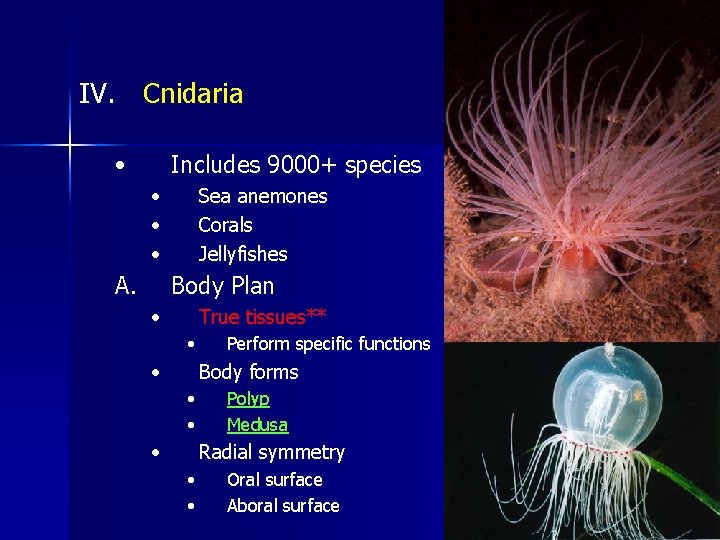 IV. Cnidaria • Includes 9000+ species • • • A. Sea anemones Corals Jellyfishes