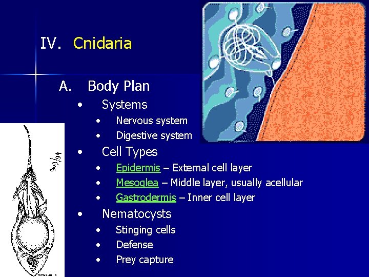 IV. Cnidaria A. Body Plan • Systems • • • Nervous system Digestive system