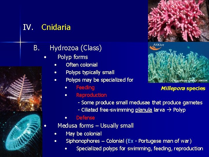 IV. Cnidaria B. Hydrozoa (Class) • Polyp forms • • Often colonial Polyps typically