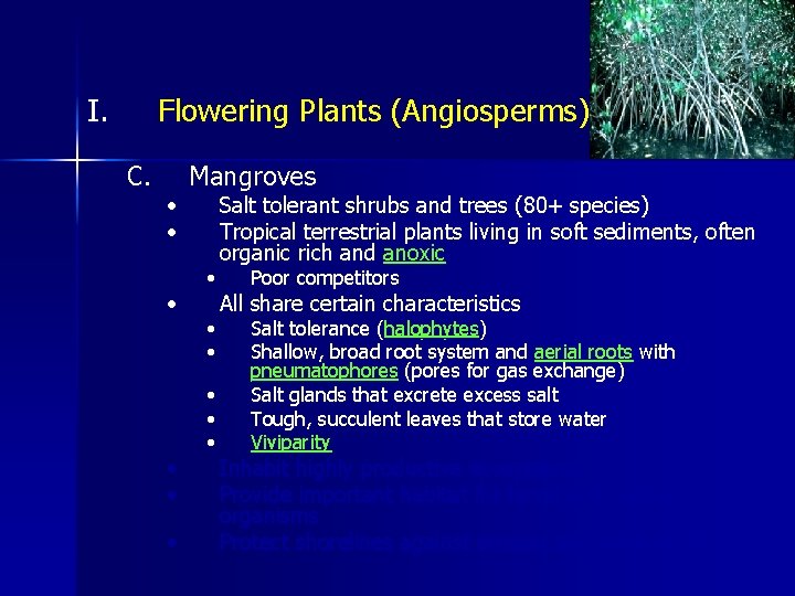 I. Flowering Plants (Angiosperms) C. • • • Mangroves • • • Salt tolerant