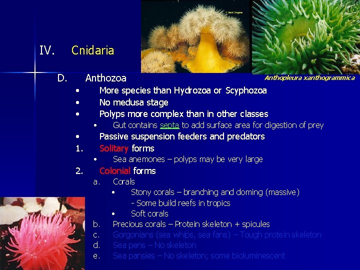 IV. Cnidaria D. Anthozoa • • • More species than Hydrozoa or Scyphozoa No