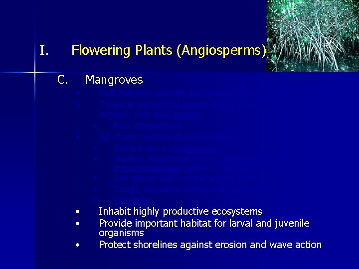 I. Flowering Plants (Angiosperms) C. • • • Mangroves • • • Salt tolerant