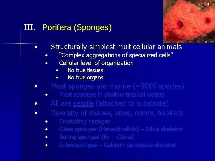 III. Porifera (Sponges) • Structurally simplest multicellular animals • • “Complex aggregations of specialized