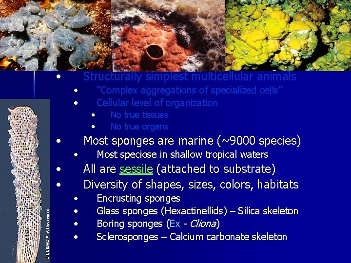 III. Porifera (Sponges) • Structurally simplest multicellular animals • • “Complex aggregations of specialized