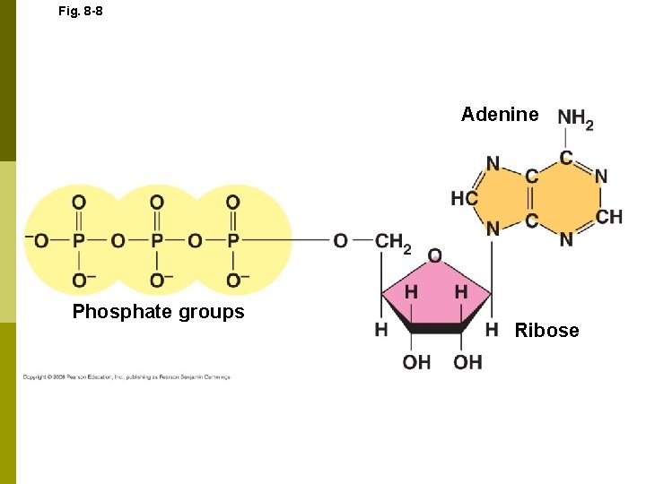 Fig. 8 -8 Adenine Phosphate groups Ribose 