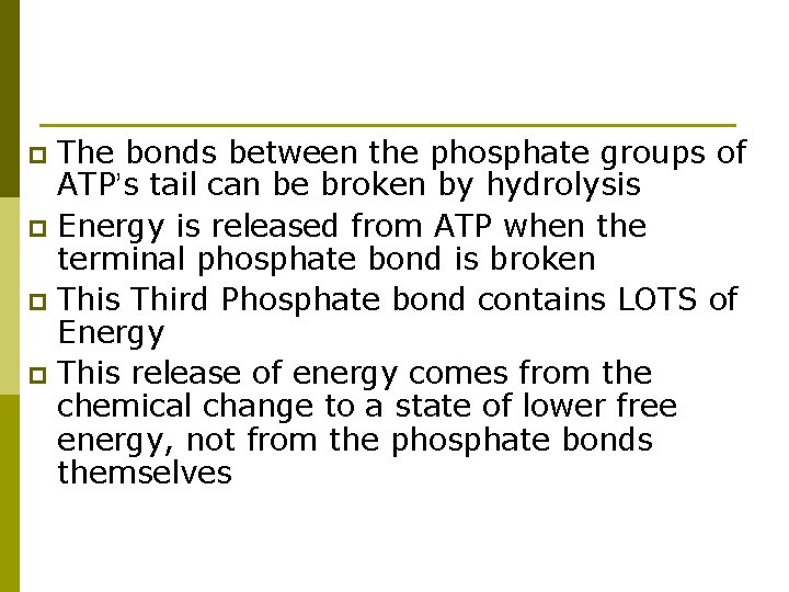 The bonds between the phosphate groups of ATP’s tail can be broken by hydrolysis