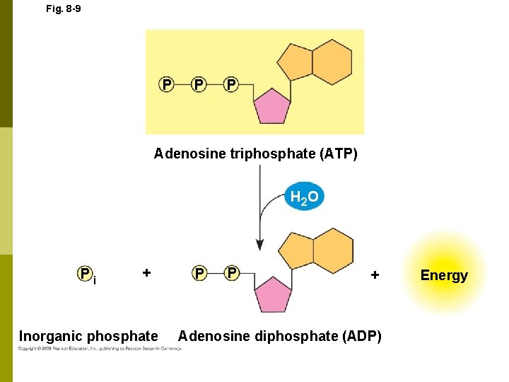 Fig. 8 -9 P P P Adenosine triphosphate (ATP) H 2 O Pi +