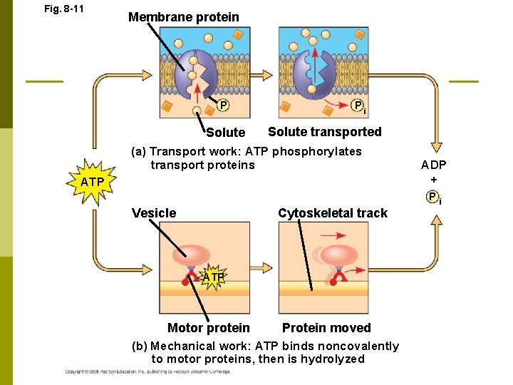 Fig. 8 -11 Membrane protein P Solute Pi Solute transported (a) Transport work: ATP