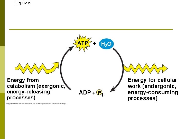 Fig. 8 -12 ATP + H 2 O Energy from catabolism (exergonic, energy-releasing processes)