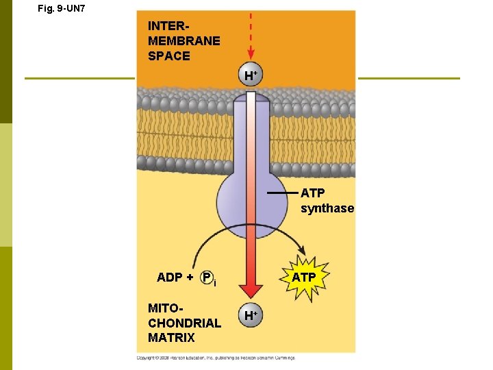 Fig. 9 -UN 7 INTERMEMBRANE SPACE H+ ATP synthase ADP + P i MITOCHONDRIAL