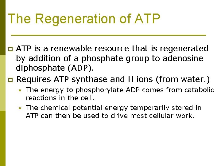 The Regeneration of ATP p p ATP is a renewable resource that is regenerated