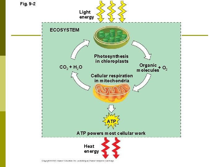 Fig. 9 -2 Light energy ECOSYSTEM Photosynthesis in chloroplasts CO 2 + H 2