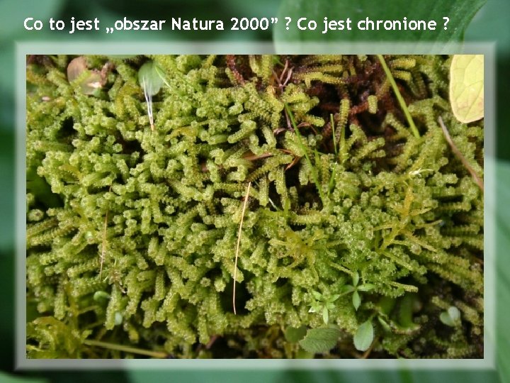 Co to jest „obszar Natura 2000” ? Co jest chronione ? 