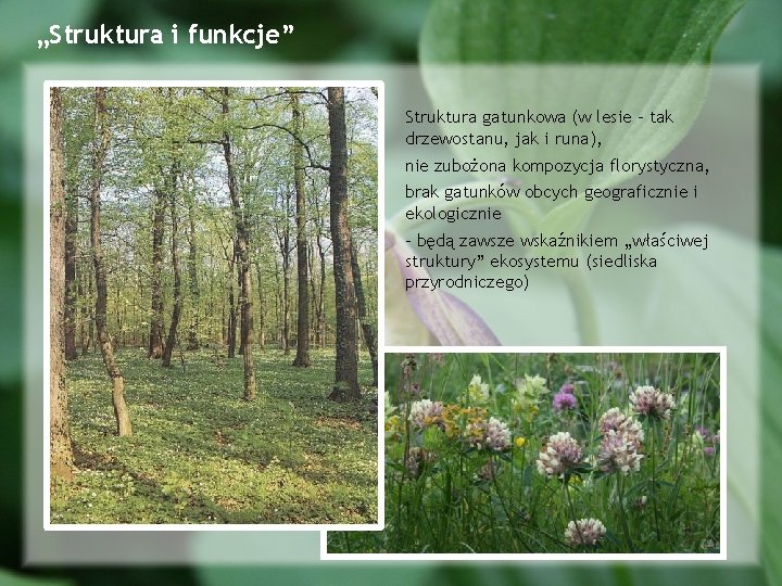„Struktura i funkcje” Struktura gatunkowa (w lesie – tak drzewostanu, jak i runa), nie