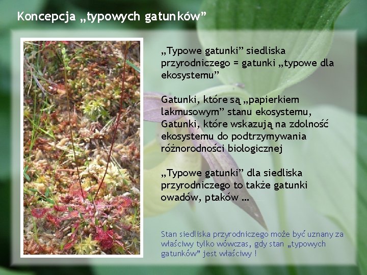 Koncepcja „typowych gatunków” „Typowe gatunki” siedliska przyrodniczego = gatunki „typowe dla ekosystemu” Gatunki, które