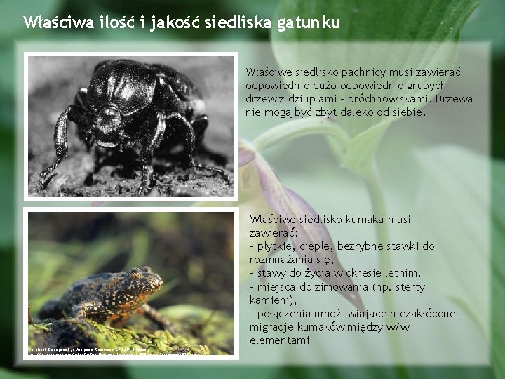 Właściwa ilość i jakość siedliska gatunku Właściwe siedlisko pachnicy musi zawierać odpowiednio dużo odpowiednio