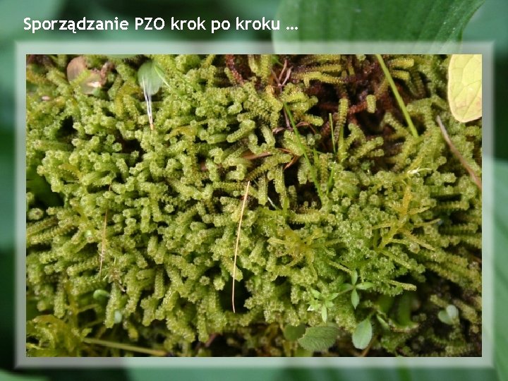 Sporządzanie PZO krok po kroku … 