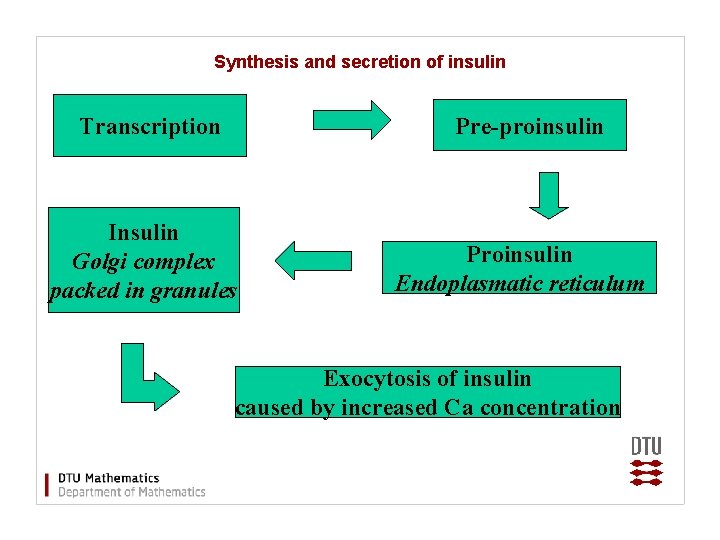 Synthesis and secretion of insulin Pre-proinsulin Transcription Insulin Golgi complex packed in granules B