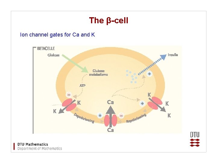 The β-cell Ion channel gates for Ca and K B 