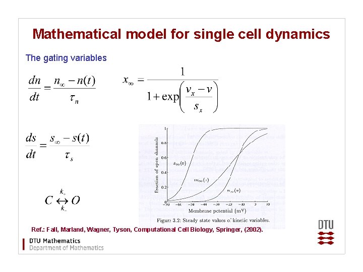 Mathematical model for single cell dynamics The gating variables Ref. : Fall, Marland, Wagner,