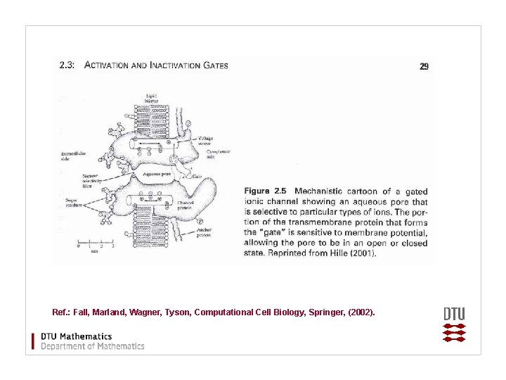 Ref. : Fall, Marland, Wagner, Tyson, Computational Cell Biology, Springer, (2002). 