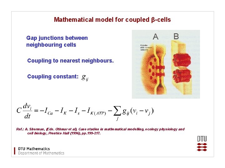 Mathematical model for coupled β-cells Gap junctions between neighbouring cells Coupling to nearest neighbours.