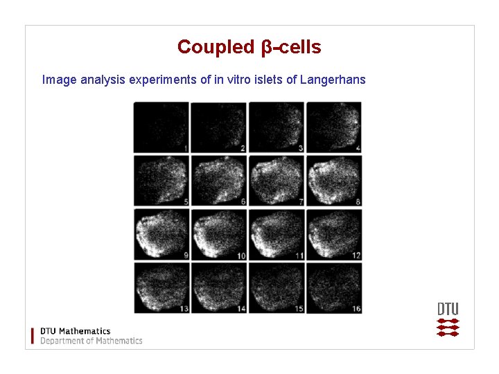 Coupled β-cells Image analysis experiments of in vitro islets of Langerhans 
