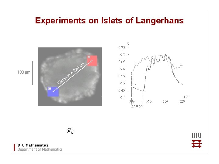 Experiments on Islets of Langerhans 