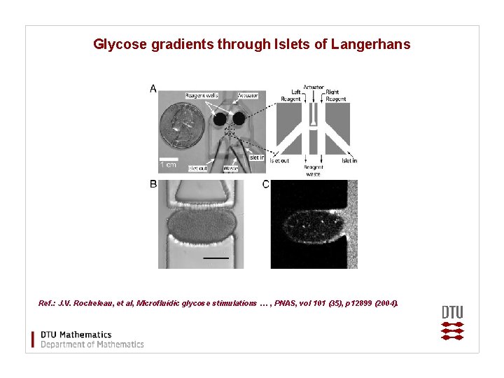 Glycose gradients through Islets of Langerhans Ref. : J. V. Rocheleau, et al, Microfluidic