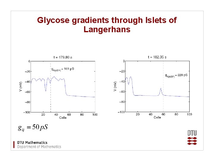Glycose gradients through Islets of Langerhans 