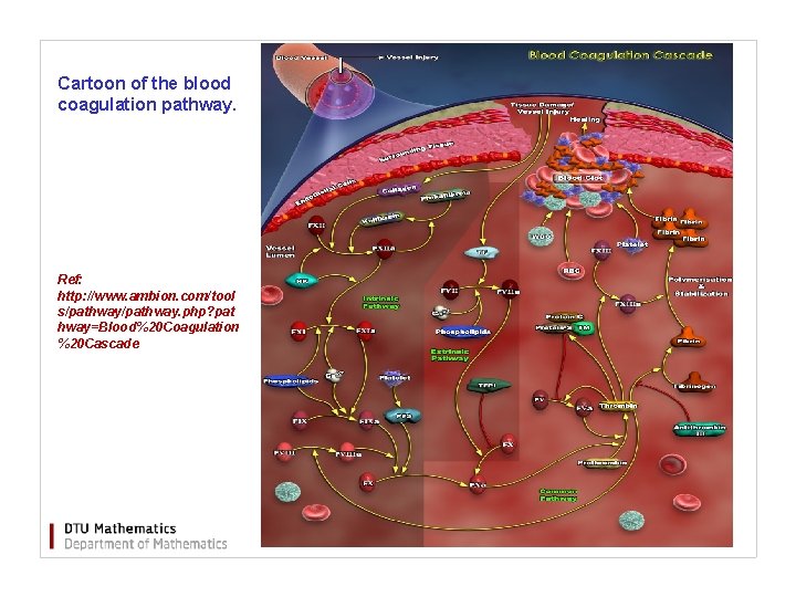 Cartoon of the blood coagulation pathway. Ref: http: //www. ambion. com/tool s/pathway. php? pat