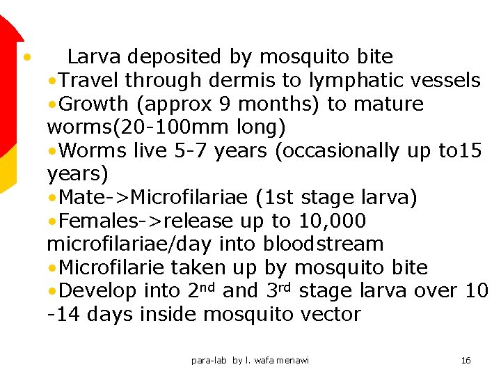  • Larva deposited by mosquito bite • Travel through dermis to lymphatic vessels