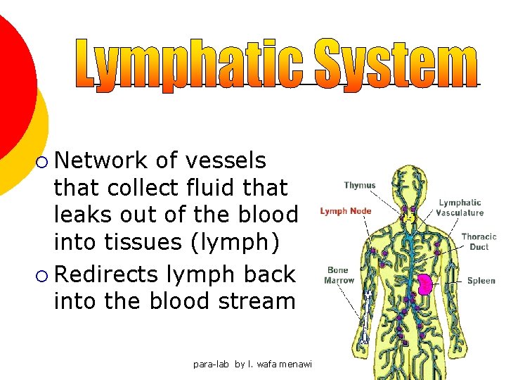 ¡ Network of vessels that collect fluid that leaks out of the blood into