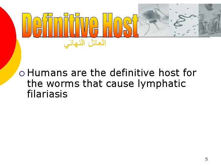  ﺍﻟﻌﺎﺋﻞ ﺍﻟﻨﻬﺎﺋﻲ ¡ Humans are the definitive host for the worms that cause