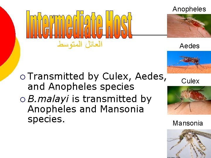Anopheles ﺍﻟﻌﺎﺋﻞ ﺍﻟﻤﺘﻮﺳﻂ ¡ Transmitted by Culex, Aedes, and Anopheles species ¡ B. malayi